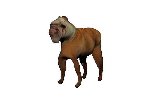 Bulldog Libertado Como Cão Luta — Fotografia de Stock