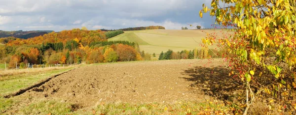 Bunte Herbstlandschaft Mit Sittichstrauch Rechts Panorama — Stockfoto
