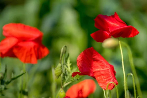 Close Uitzicht Mooie Wilde Papaver Bloemen — Stockfoto