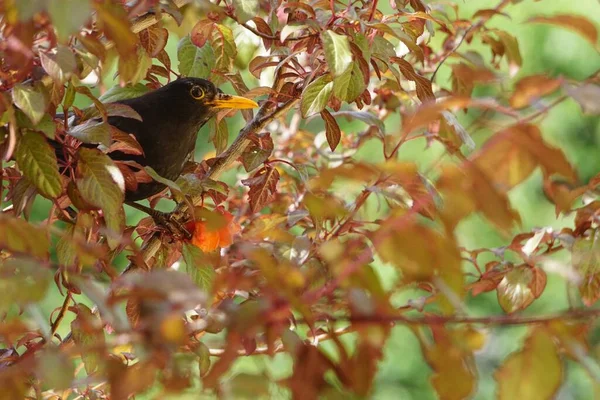 Las Cerezas Son Comidas Por Pájaro Negro — Foto de Stock