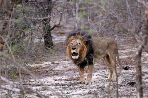 怒吼的狮子 — 图库照片