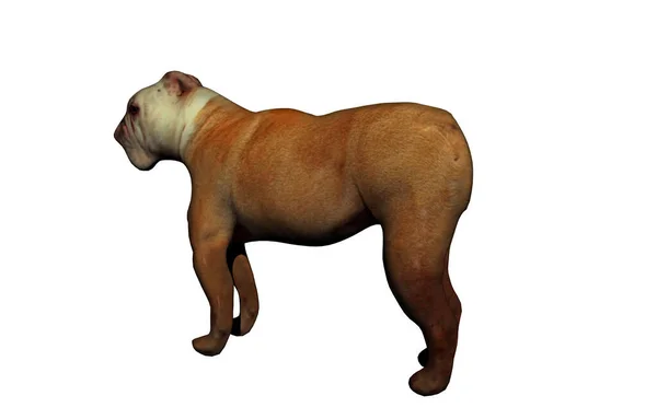 Bulldog Bevrijd Als Vechthond — Stockfoto