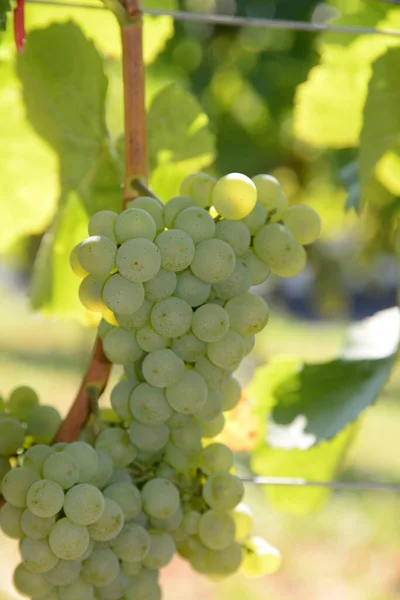 Countryside Agriculture Vineyard Landscape Plants Trees — Stock Photo, Image