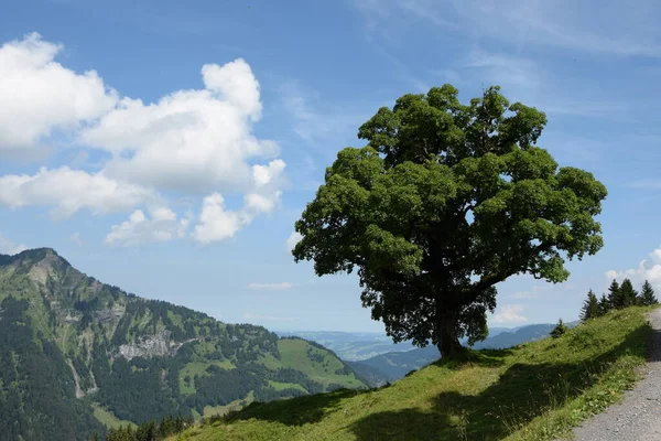 Albero Mellau Bregenzerwald Montagne Montagne Vorarlberg Austria Paesaggio Cima Natura — Foto Stock