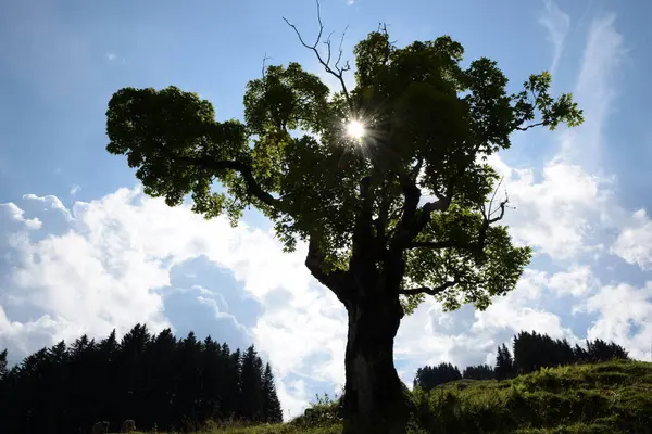 Árvore Mellau Bregenzerwald Montanhas Montanhas Vorarlberg Áustria Paisagem Cume Natureza — Fotografia de Stock