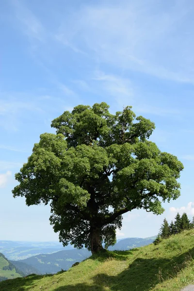 Tree Mellau Bregenzerwald Mountains Mountains Vorarlberg Austria Landscape Summit Nature — стоковое фото