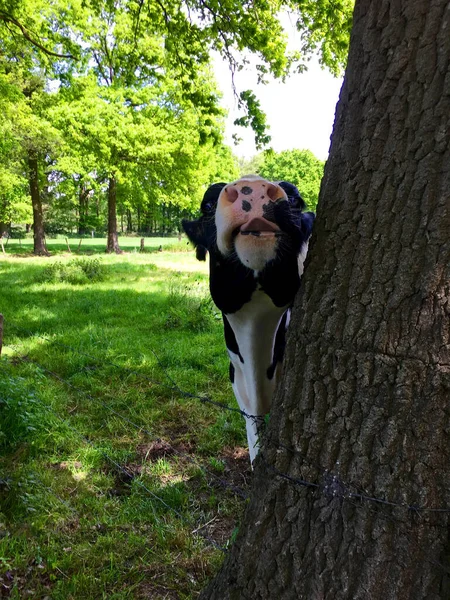 Een Nieuwsgierige Koe Achter Een Boom Een Zonnige Dag — Stockfoto