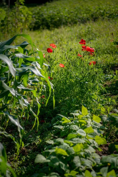 Día Verano Jardín Orgánico — Foto de Stock