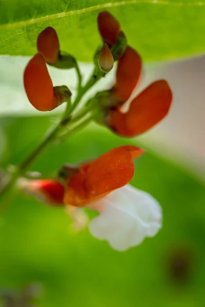 Zomerdag Biologische Tuin — Stockfoto