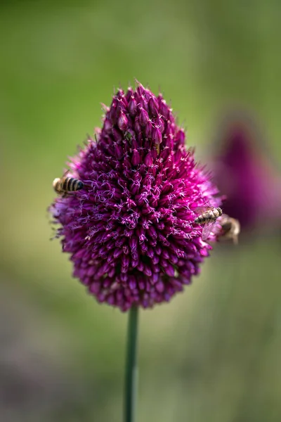 Summer Day Organic Garden — Stock Photo, Image