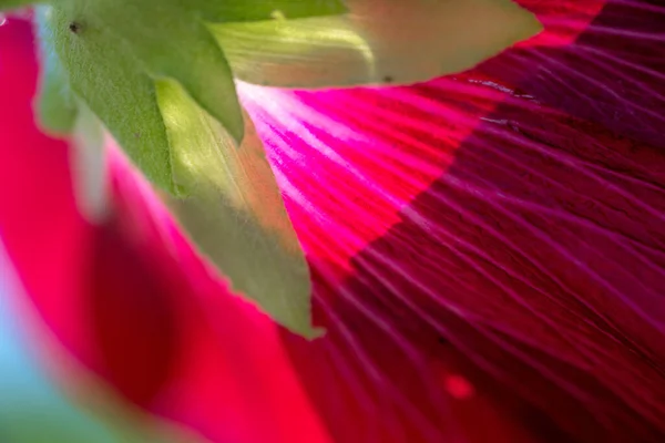 Summer Day Organic Garden — Stock Photo, Image