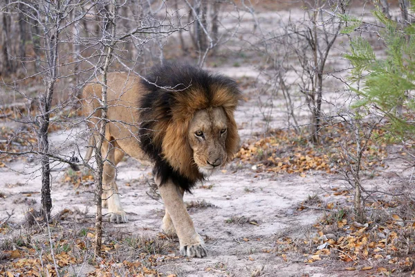 León Depredador Felino Cazador — Foto de Stock