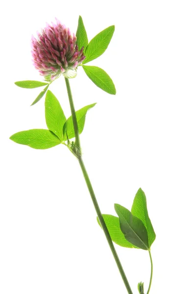 Piros Lóhere Vagy Rét Lóhere Trifólium Pratense Virágzó Növény Előtt — Stock Fotó