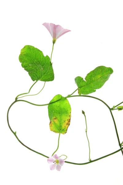 Vent Champ Convolvulus Arvensis Plante Fleurs Isolée Sur Fond Blanc — Photo