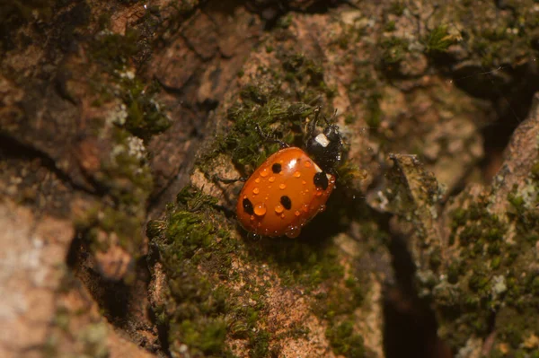 Seven Spot Ladybug Rain — Stock Photo, Image