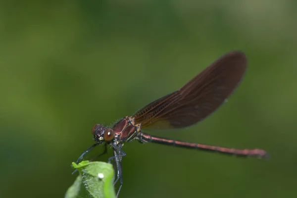 Mosca Insetto Libellula Odonata Fauna — Foto Stock