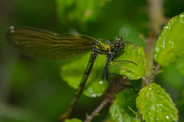 Kapela Demoiselle Dešti — Stock fotografie