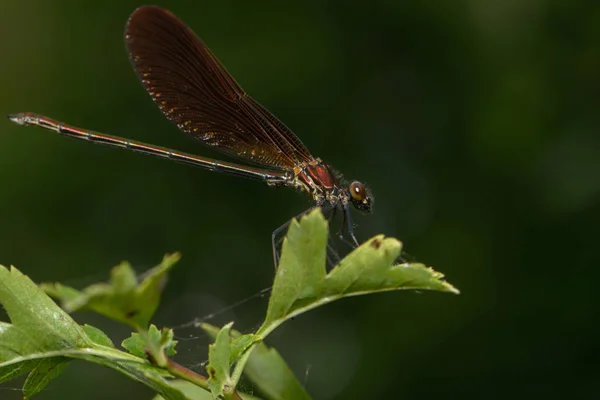 Mosca Inseto Libélula Odonata Fauna — Fotografia de Stock