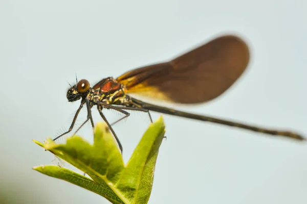 Insecte Libellule Petit Insecte Avec Des Ailes Dans Nature — Photo