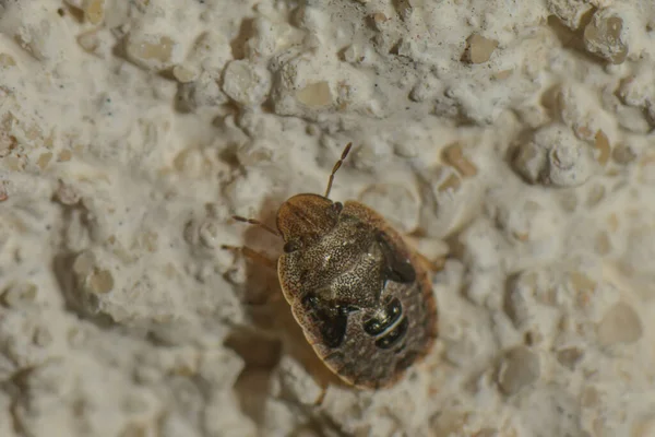 Evin Duvarında Kaplumbağa Larvası Var — Stok fotoğraf