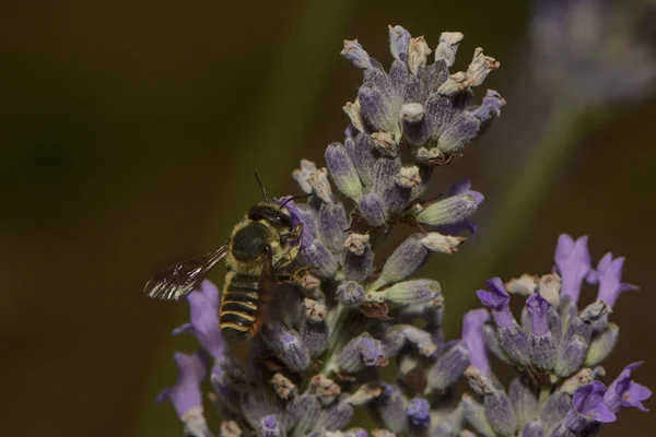 Abeille Recueille Nectar Sur Lavande — Photo