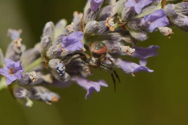 Aranha Caranguejo Vida Selvagem Insetos — Fotografia de Stock