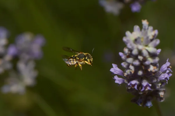 Vue Rapprochée Insecte Nature — Photo