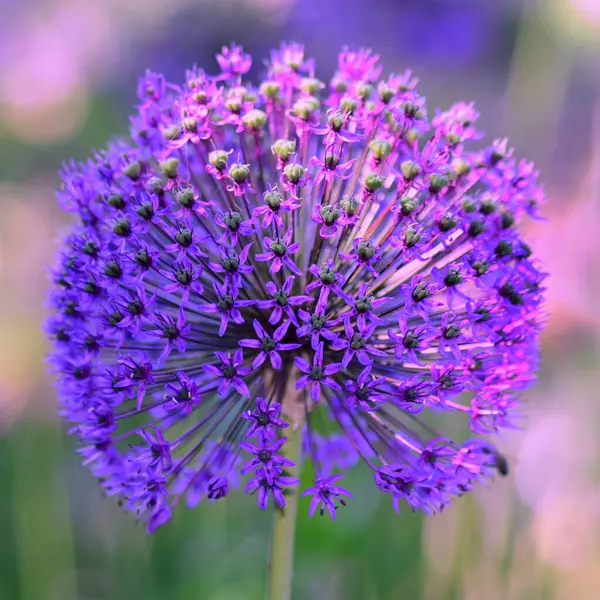 Hermoso Plano Botánico Fondo Pantalla Natural — Foto de Stock