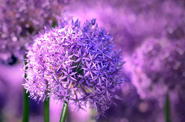 Vacker Botanisk Skott Naturliga Tapeter — Stockfoto