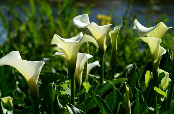 Exóticas Flores Lirio Cala Pétalos Flora Botánica — Foto de Stock