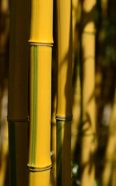 Bamboo Stick Hanging Tree — Stock Photo, Image