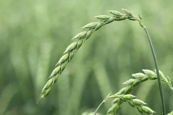 Feld Für Mais Dinkel Getreide — Stockfoto