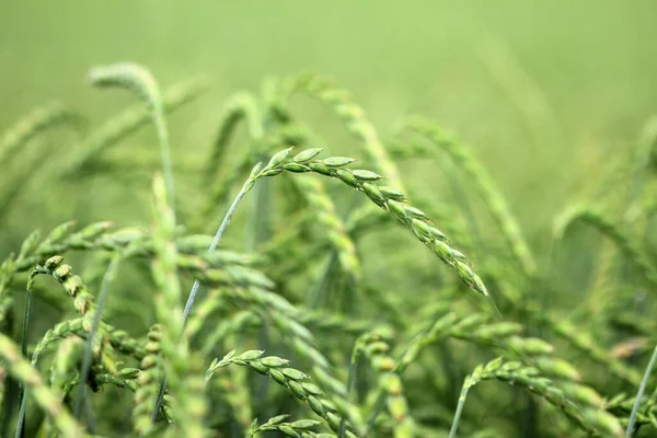 トウモロコシ スペルト 作物の分野 — ストック写真