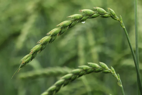 Feld Für Mais Dinkel Getreide — Stockfoto