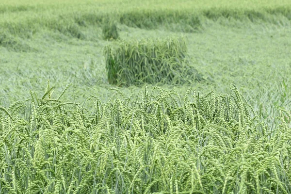 Поле Кукурузы Специй Урожая — стоковое фото