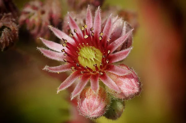 Houseleek Sempervivum Flores Verão — Fotografia de Stock