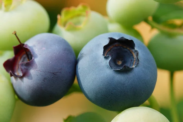 Blueberry Vaccinium Myrtillus Frutos Del Verano —  Fotos de Stock