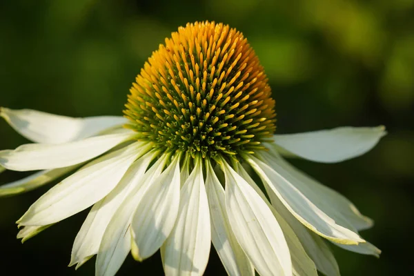 Cisne Blanca Coneflower Equinácea Purpurea Flores Del Verano — Foto de Stock