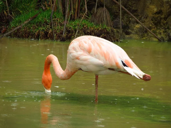 Vista Panorâmica Belo Pássaro Flamingo Natureza — Fotografia de Stock