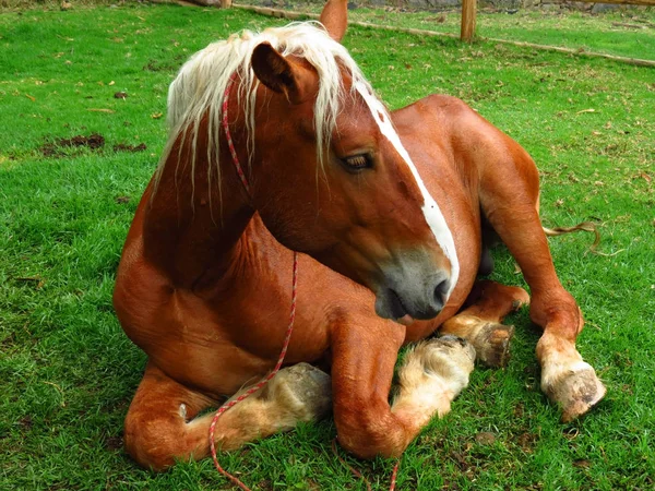 Caballo Sentado Hierba —  Fotos de Stock