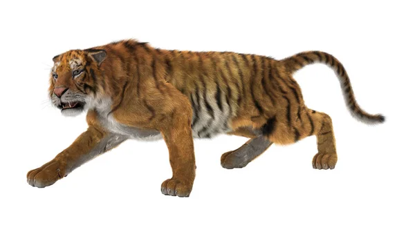 Rendering Una Grande Tigre Gatto Isolata Sfondo Bianco — Foto Stock