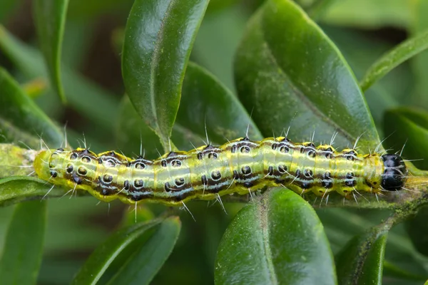 Rupsenworm Natuurinsect — Stockfoto