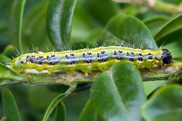 Insecto Oruga Gusano Pequeño —  Fotos de Stock