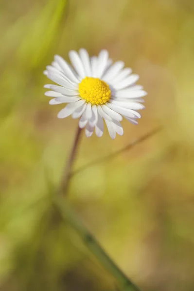 Daisies Bellis Perennis Disparo Macroeconómico —  Fotos de Stock