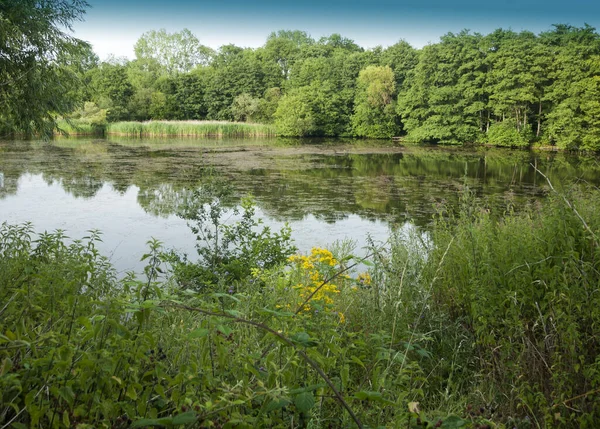 Lake Scene Growth Trees Reflections Water — Stock Photo, Image