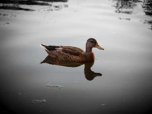 在湖面上给人一种老式印象的单身女性野鸭 — 图库照片