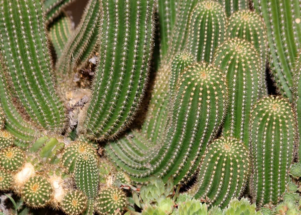 Cactus Plantas Exóticas Tropicales — Foto de Stock