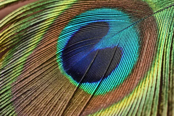 孔雀鸟 五彩斑斓的羽毛 — 图库照片