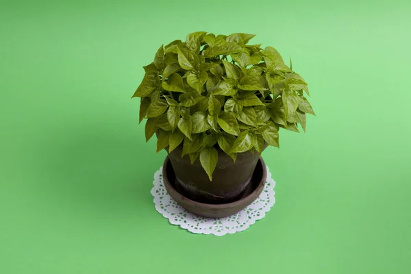 Een Jonge Peperchiliplant Een Pot Een Groene Achtergrond Monochromatische Minimale — Stockfoto