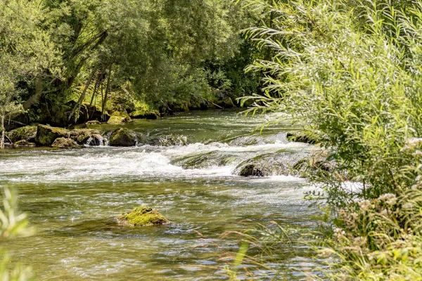 Erdei Flóra Fák Környezete — Stock Fotó